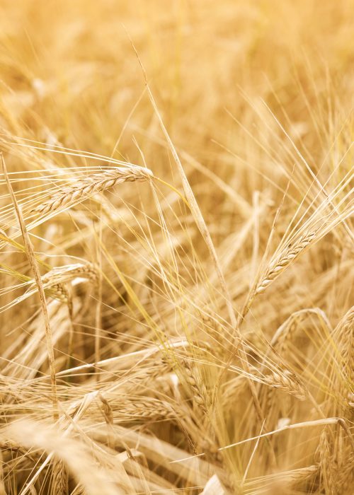 Barley for distilling