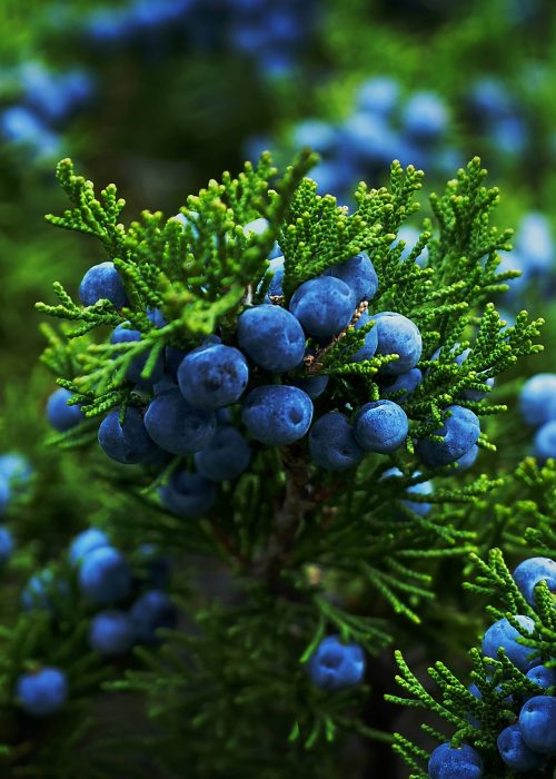 Juniper Tree