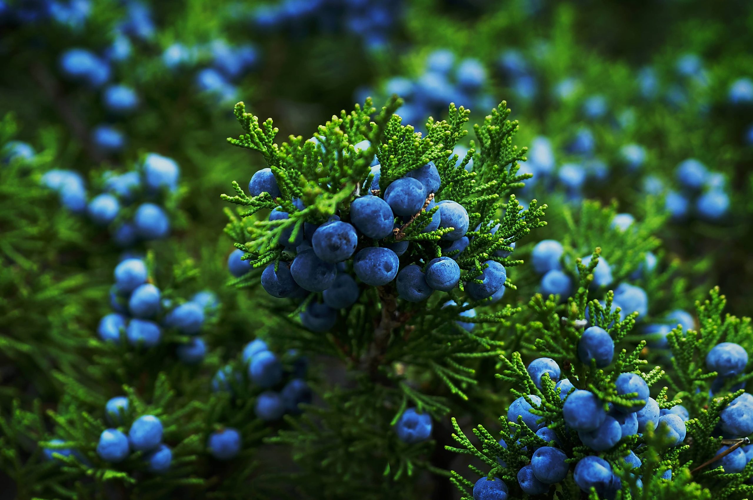 Juniper Tree